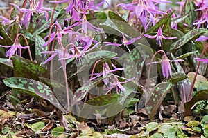 Dog`s-tooth-violet Erythronium dens-canis, pink flowers