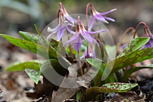 Dog`s-tooth-violet Erythronium dens-canis, plant with nodding pink flowers