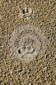 A dog's track in the sand. A dog was walking along the seashore