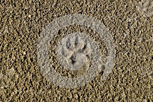 A dog's track in the sand. A dog was walking along the seashore