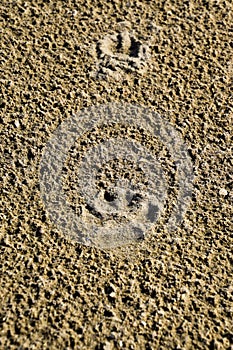 A dog's track in the sand. A dog was walking along the seashore and left traces in the sand.