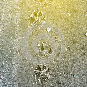 The dog`s trail in the sand. An animal`s paw print on a sandy beach and sunlight.