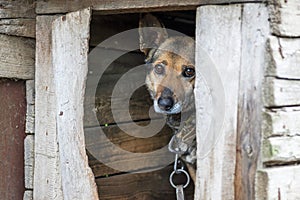 Dog with sad eyes looking out from window of dog house. Sad dog in an old booth