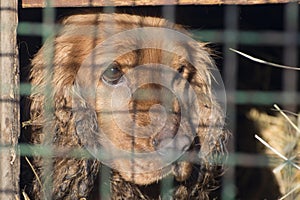 A dog with sad eyes looks out from behind a metal mesh. Sad spaniel in an old booth
