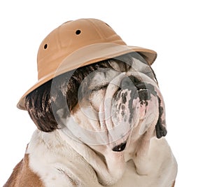 Dog on safari