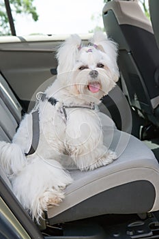 Dog safe in the car photo