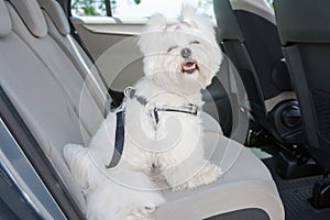 El perro seguro en auto 