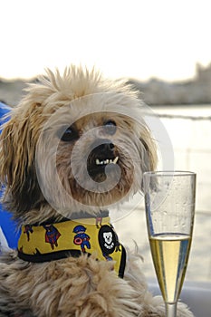 The little dog, in front of his glass of champagne, on the island of Tabarca photo
