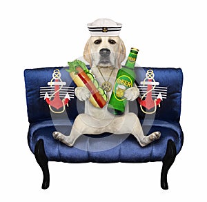 Dog sailor on blue divan drinks beer