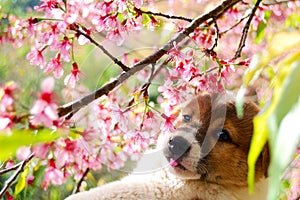 Dog and Sakura flower