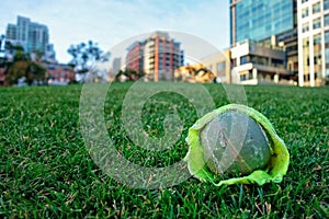 Dog saliva on a tennis ball in a city park near downtown San Diego.