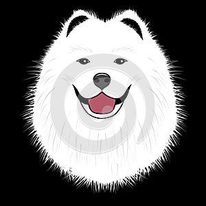 Dog samoyed, buddy puppy