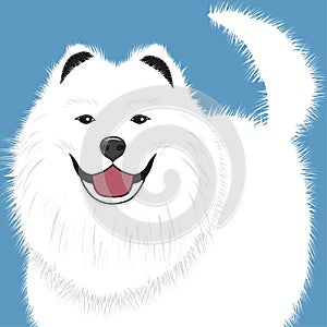 Dog samoyed, buddy puppy vector