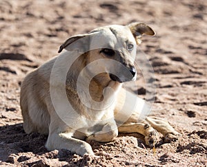 Dog in the sand