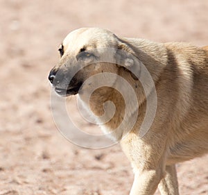 Dog in the sand