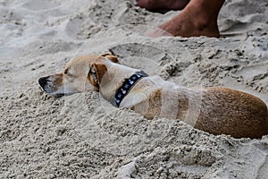 Dog in sand on beach