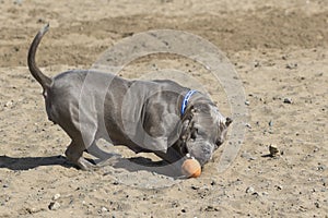 Dog in the sand playing