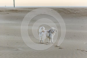 Dog on the sand in winter just after dawn