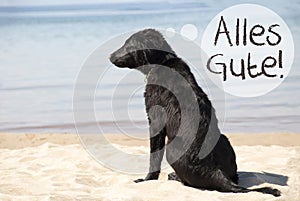 Dog At Sandy Beach, Alles Gute Means Best Wishes