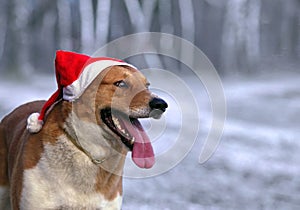 A dog in a Santa Claus hat against a background of winter nature.