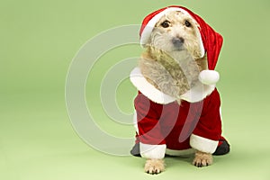 Dog In Santa Costume