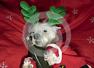 Dog In Santa Costume. Humour, festive. Reindeer Westie.