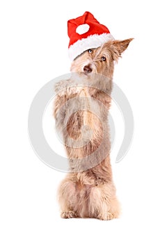 Dog with santa hat,to sit up and beg, isolated