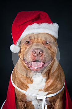 Dog in Santa`s costume. A red pit bull in New Year`s clothes. Portrait of dog isolated on black. Santa Claus.