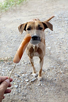Dog and sausage, Sausage in hand and Dogs brown are hungry, Hungry dog Selective focus