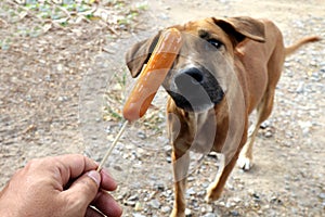 Dog and sausage, Sausage in hand and Dogs brown are hungry, Hungry dog Selective focus