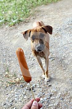 Dog and sausage, Sausage in hand and Dogs brown are hungry, Hungry dog Selective focus