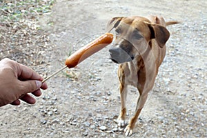 Dog and sausage, Sausage in hand and Dogs brown are hungry, Hungry dog Selective focus