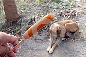 Dog and sausage, Sausage in hand and Dogs brown are hungry Selective focus