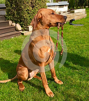 dog with sausages in muzzle