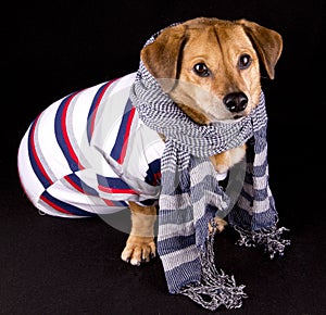 Dog and scarf