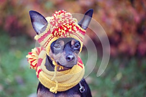 Dog in a scarf and hat in an autumn park.