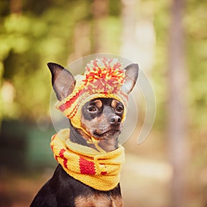 Dog in a scarf and hat in an autumn park.