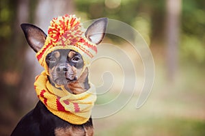 Dog in a scarf and hat in an autumn park.