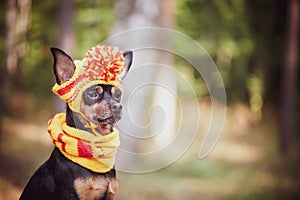 Dog in a scarf and hat in an autumn park.