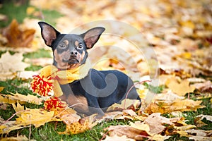 Dog in a scarf and hat in an autumn park. Theme of autumn.