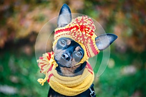 Dog in a scarf and hat in an autumn park. Theme of autumn.