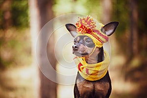 Dog in a scarf and hat in an autumn park. Theme of autumn. Funny