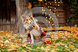 Dog in scarf with pumpkin. Halloween. Autumn  Hollidays and celebration.