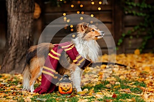 Dog in scarf with pumpkin. Halloween. Autumn  Hollidays and celebration.