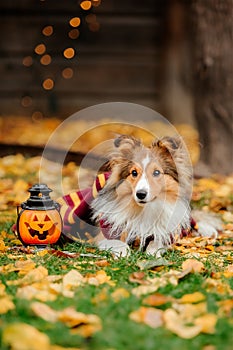 Dog in scarf with pumpkin. Halloween. Autumn  Hollidays and celebration. photo