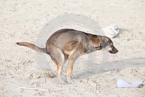 Dog scat on the beach