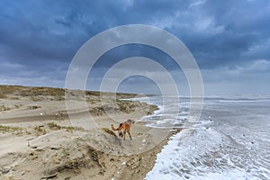 A dog scavenge in violent Wester storm with sea spray and shifting sand dunes