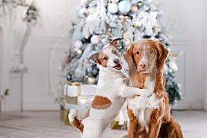 Dog in the scenery, the holiday and the New Year, Christmas, holiday and happy
