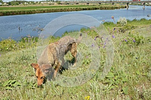 Dog scent tracking