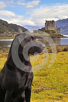 Dog with a Scottish Castle